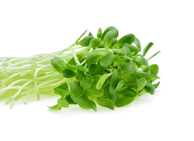 Green young sunflower sprouts isolated on white