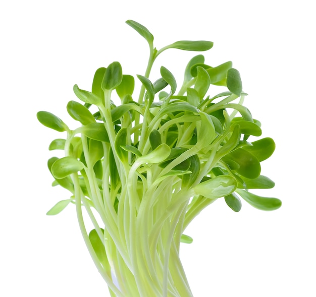 Green young sunflower sprouts isolated on white