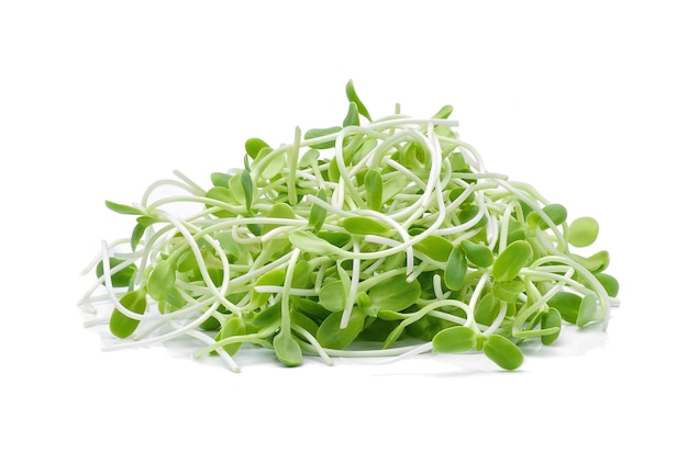 Green young sunflower sprouts isolated on white