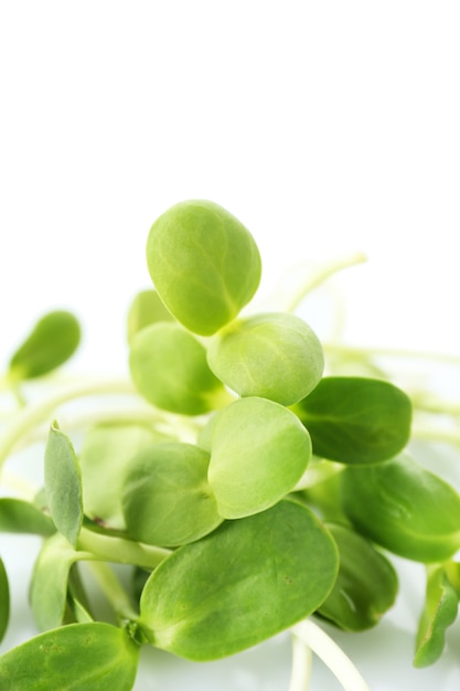 Green young sunflower sprouts isolated on white