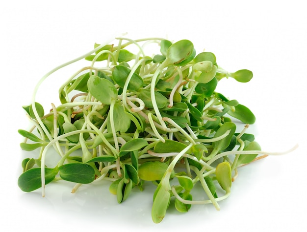 Green young sunflower sprouts isolated