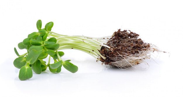 Green young sunflower sprouts