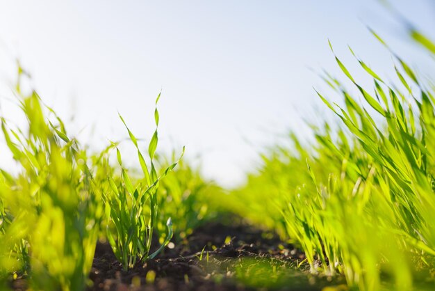 Foto concetto di agribusiness di successo