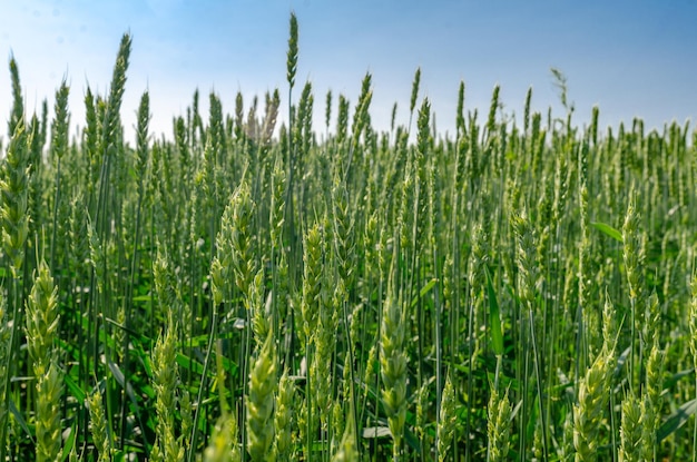 Green young wheat in a field in the sunlight