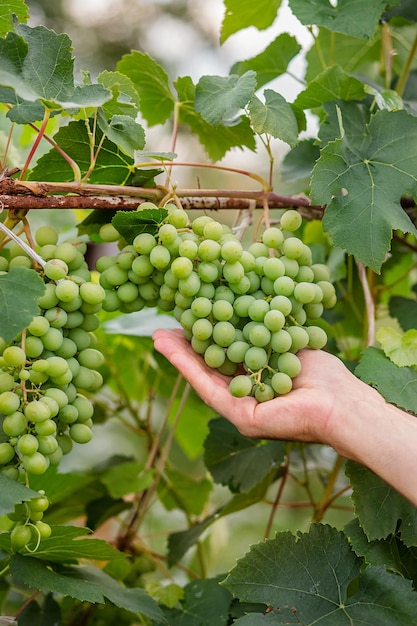 Green young wine grapes in the vineyard Beginning close up grapes growing on vines in a vineyard