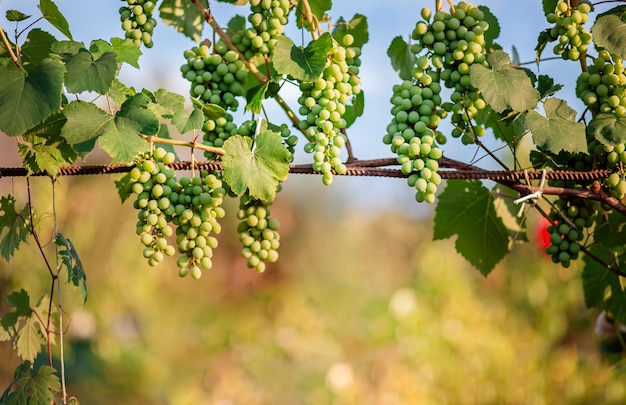 Green young wine grapes in the vineyard beginning of summer close up grapes growing in a vineyard