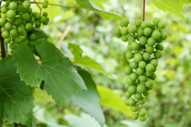 Green young wine grapes in the vineyard.