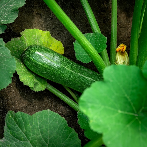 Green zucchini squash growing in the garden.