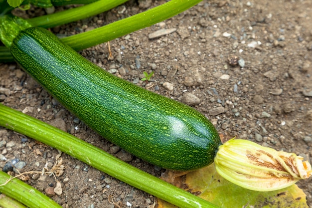 Green zucchinies