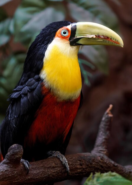 Greenbilled toucan