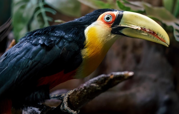 Greenbilled toucan