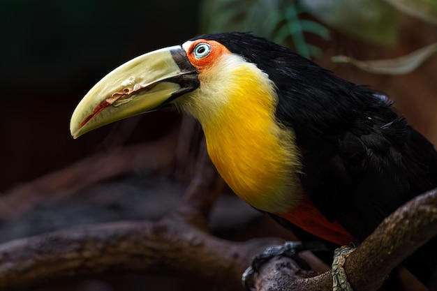 Greenbilled toucan