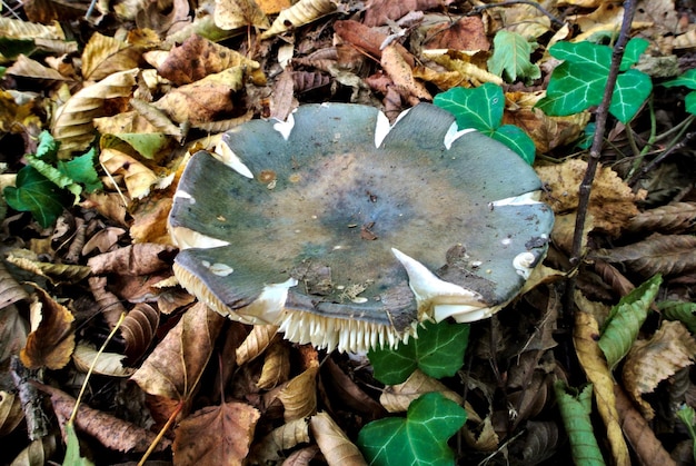 Photo greencracking russula the quilted green russula the green brittlegill lat russula virescens