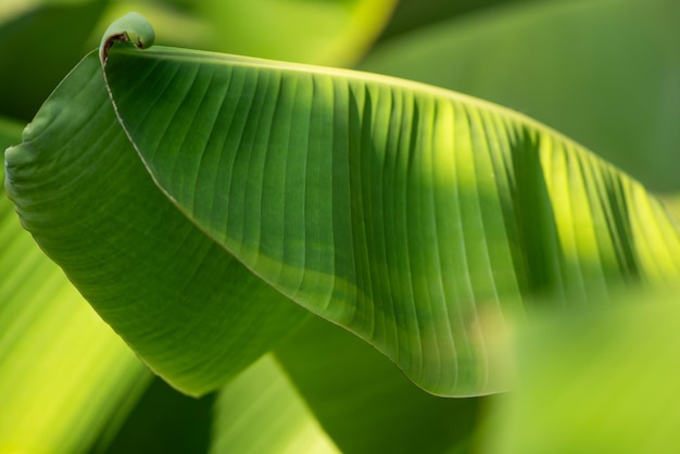 Foto verde sullo sfondo verde colore della natura pianta e foglia ambiente concetto di verde banana