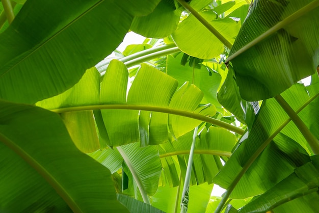 緑 背景 自然 植物と葉 バナナ