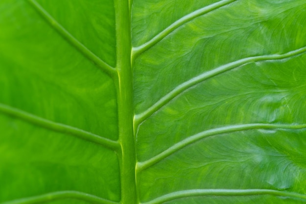 自然の植物と葉の緑の背景