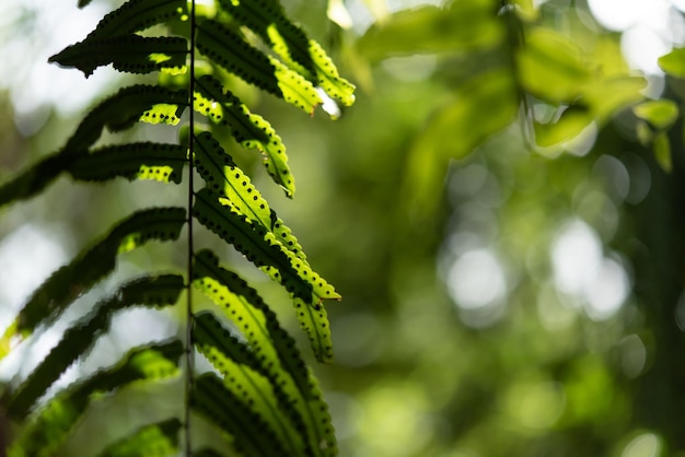 Greenery background of nature plant and leaf