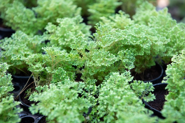 植物の緑の背景