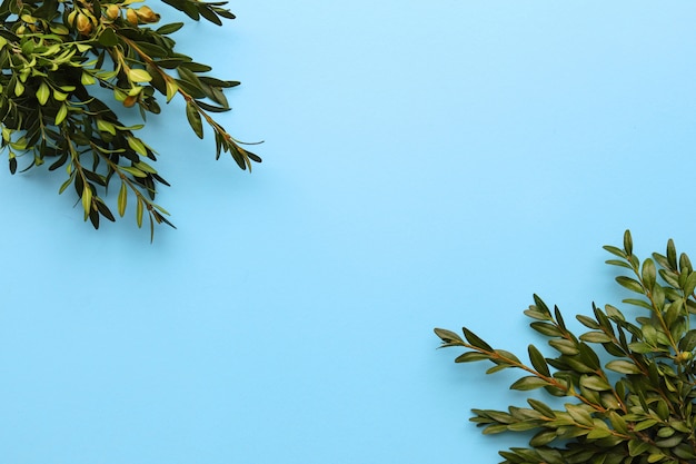 Greenery on blue surface