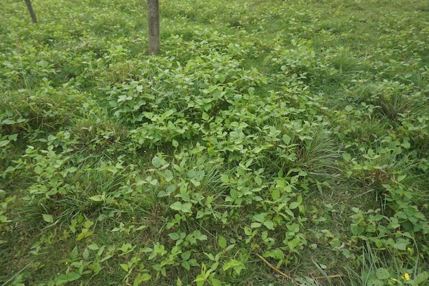 Greenery and crop fields