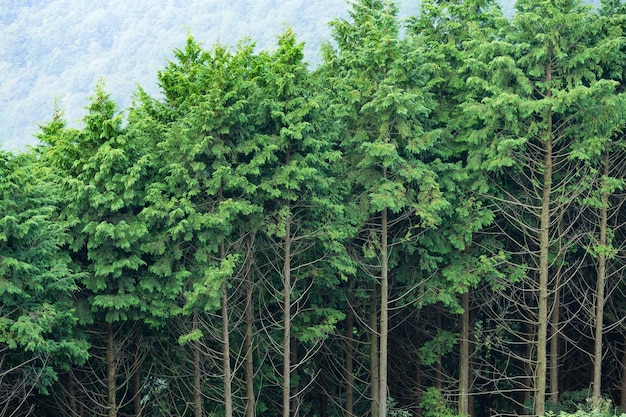 Greenery forest