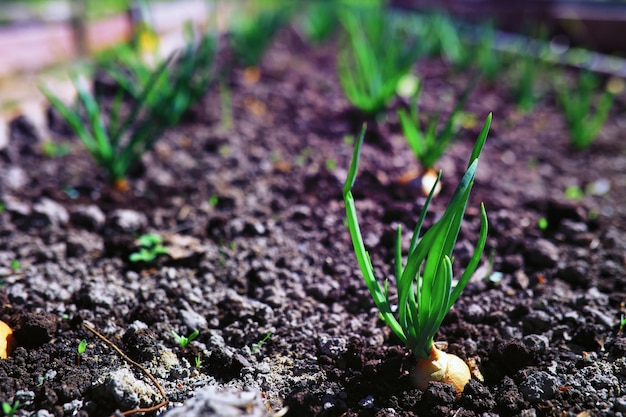 온실의 녹지 침대에 봄의 신선한 채소 정원에 있는 묘목의 어린 새싹