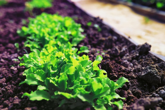 Greenery in a greenhouse fresh greens in the spring on the beds young sprouts of seedlings in the garden