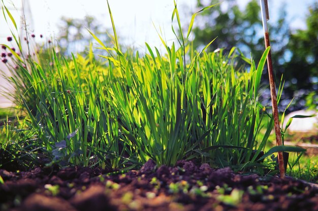 Greenery in a greenhouse Fresh greens in the spring on the beds Young sprouts of seedlings in the garden