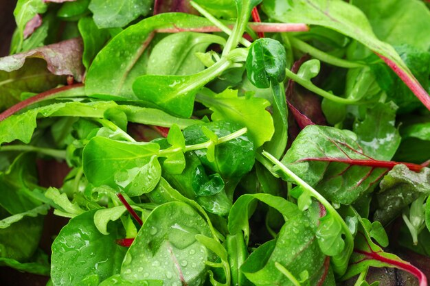 Greenery leaves close up macro shot