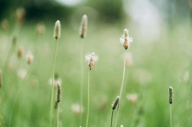 Greenery nature background fresh wallpaper concept selective focus