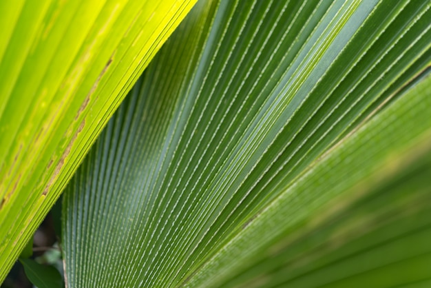 自然の植物と葉の緑