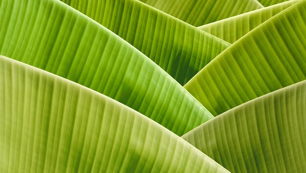 自然の葉の緑のバナナの葉の背景の緑のパターン 春の背景