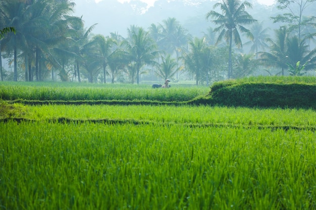 Greenery rice field with coconut palm tree in rainy season with fog atmosphere at Cianjur village W