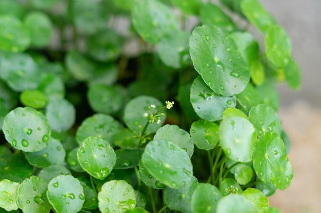 写真 円形の葉に雨滴が付いた水ペニーワーの緑の傘の形の葉、この植物はとして知られています