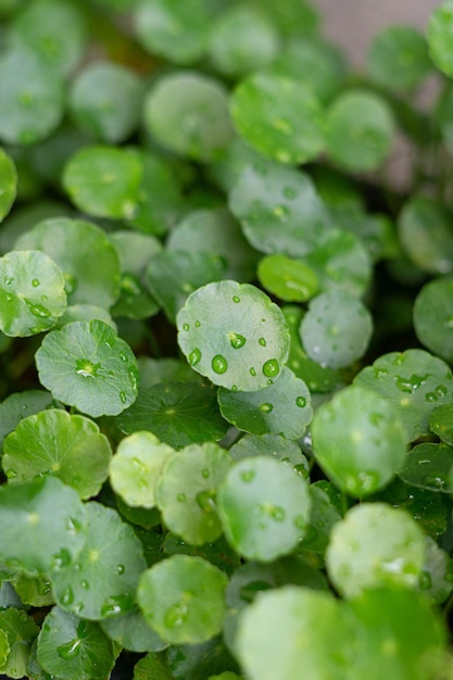 円形の葉に雨滴が付いた水ペニーワーの緑の傘の形の葉、この植物はとして知られています