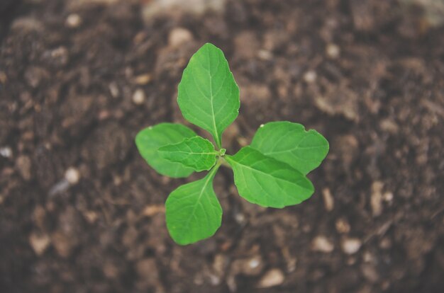 若い植物や苗の緑が土壌の朝の光で成長しています。