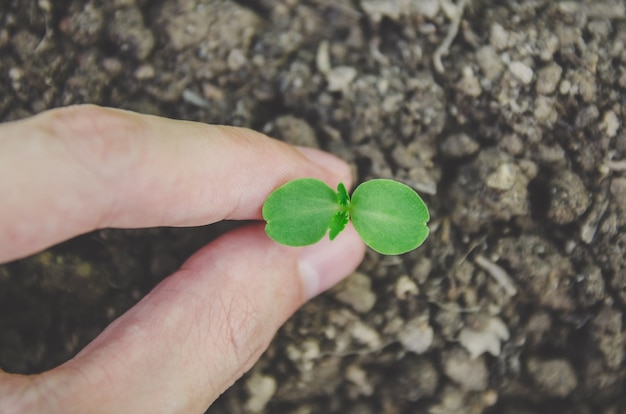 若い植物や苗の緑が土壌の朝の光で成長しています。