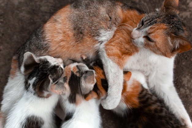 렌즈를 들여다보는 초록눈 붉은 점박이 고양이 3마리의 새끼 고양이에게 모유 수유