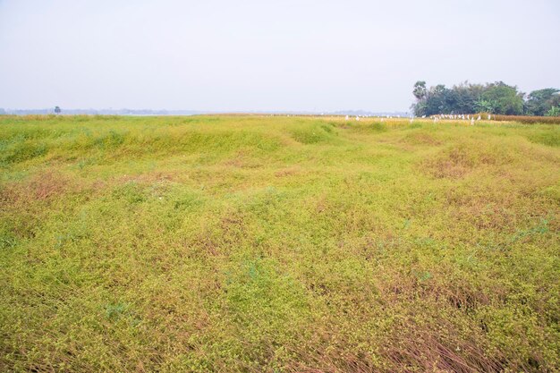 Foto paesaggio del campo verde della raccolta dei semi di coriandolo