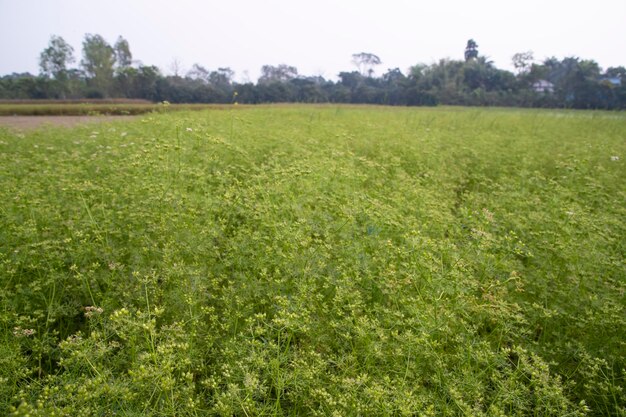 Foto paesaggio del campo verde della raccolta dei semi di coriandolo