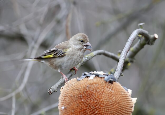 자연 속에서 Greenfinch 새