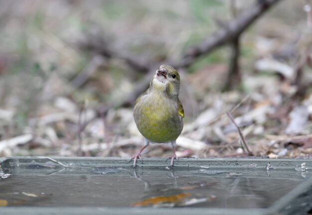 자연 속에서 Greenfinch 새