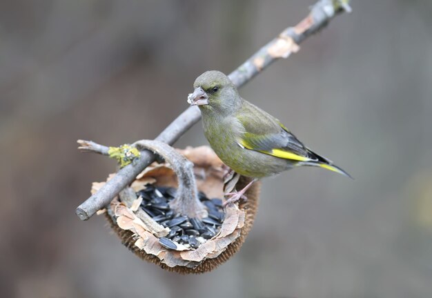 Greenfinch bird in nature