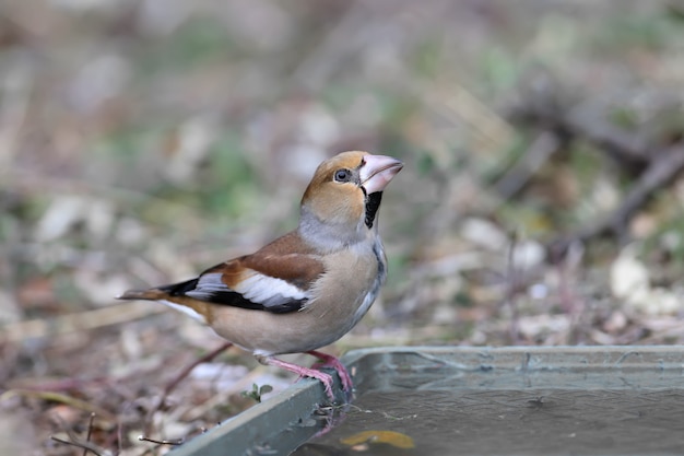 自然界のアオカワラヒワ鳥