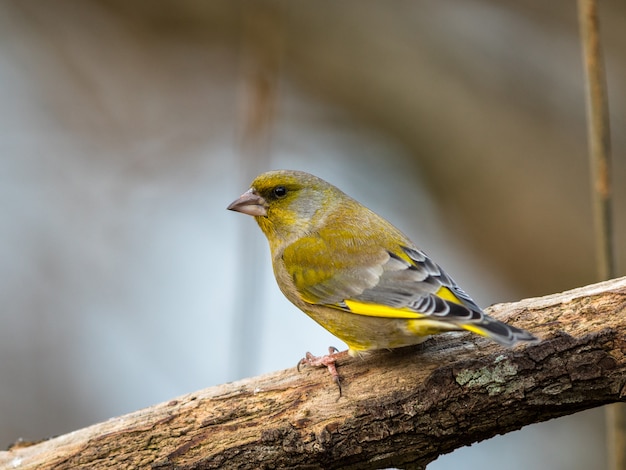 Greenfinch Chloris chloris, 수컷 새가 나뭇 가지에 앉아