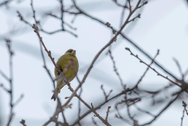 Щегол самец (Chloris chloris) на дереве, зимнее время европейский щегол