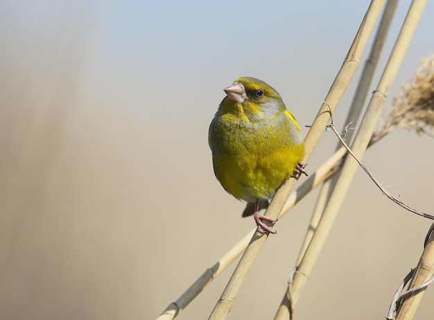 Greenfinch portrait