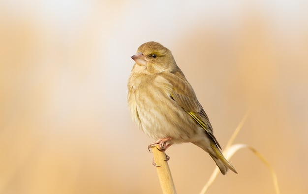 Greenfinch sitting on a reed