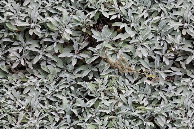 Greengray grass texture with wide leaves