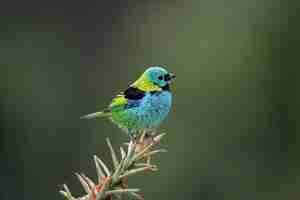 Photo greenheaded tanager tangara seledon single bird on branch brazil